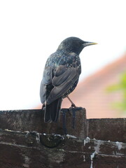 Sturnus vulgaris