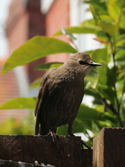 Sturnus vulgaris