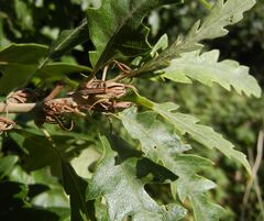 Quercus cerris