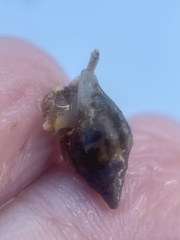 Columbella rusticoides