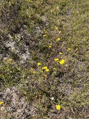 Croptilon divaricatum