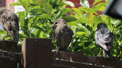 Sturnus vulgaris