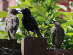 Sturnus vulgaris