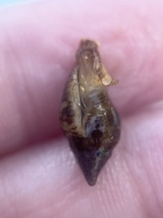 Columbella rusticoides