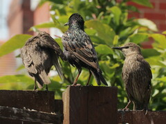 Sturnus vulgaris