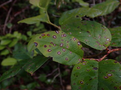 Mycosphaerella chimaphilae