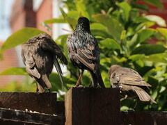 Sturnus vulgaris