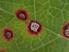 Mycosphaerella chimaphilae