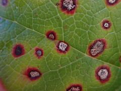 Mycosphaerella chimaphilae