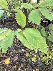 Castanea dentata