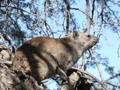 Procavia capensis capensis