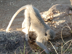 Chlorocebus pygerythrus pygerythrus