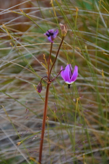 Primula jeffreyi