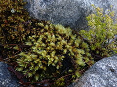 Aulacomnium palustre