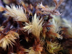 Aulacomnium palustre