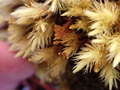 Aulacomnium palustre