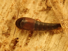 Sepedophilus