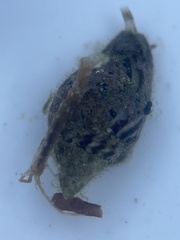 Columbella rusticoides