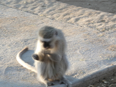 Chlorocebus pygerythrus pygerythrus