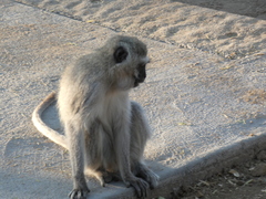 Chlorocebus pygerythrus pygerythrus