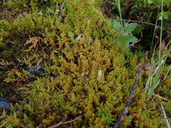 Stereodon subimponens