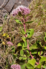 Grazielia brevipetiolata