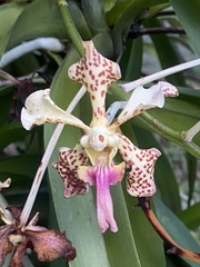 Vanda