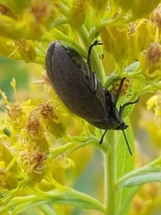 Bothrotes canaliculatus