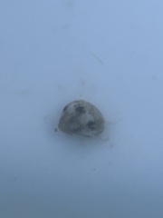 Eulithidium