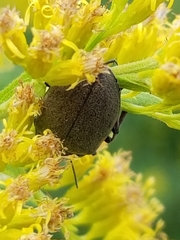 Bothrotes canaliculatus