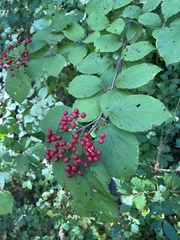 Viburnum