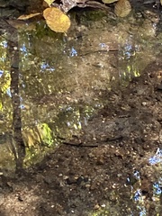 Rhinichthys atratulus