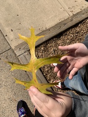 Quercus palustris