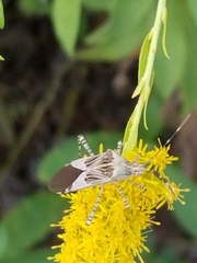 Hypselonotus punctiventris