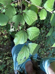 Viburnum