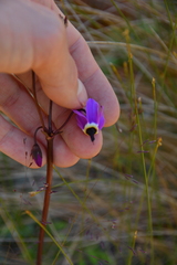 Primula jeffreyi