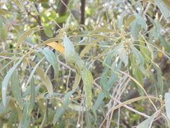 Olea europaea cuspidata