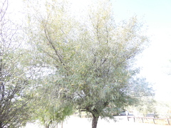 Olea europaea cuspidata