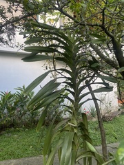 Vanda