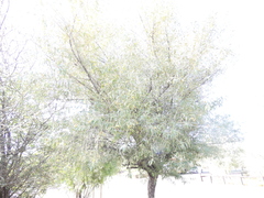 Olea europaea cuspidata