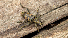 Rhagium mordax