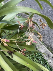 Vanda