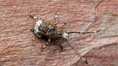 Platystomos albinus
