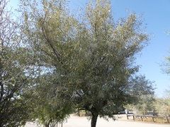 Olea europaea cuspidata