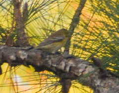 Setophaga pinus