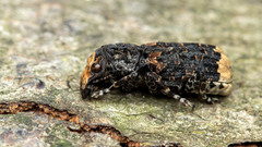Platyrhinus resinosus