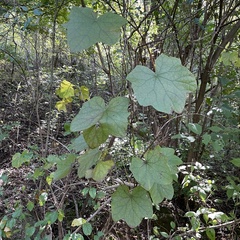 Menispermum canadense