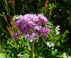 Adenostyles alliariae