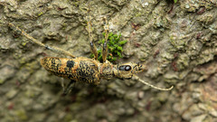 Rhagium mordax