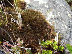 Campylopus atrovirens